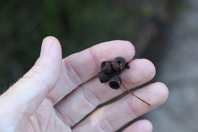 Eucalyptus campanulata, photographed by Greg Tasney