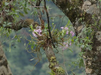 Dendrobium nobile, photographed by Thibaud Aronson