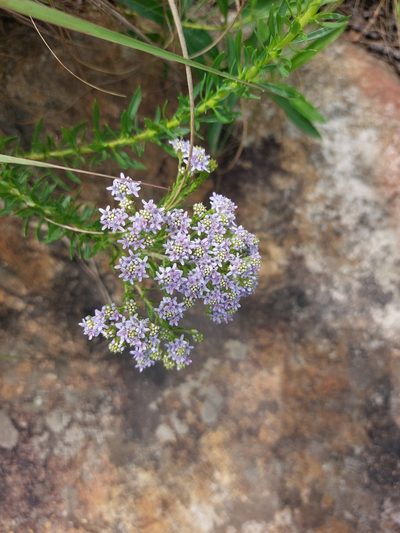 Tetraselago wilmsii, photographed by Manuel R Popp