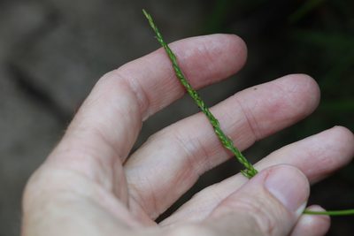 Entolasia marginata, photographed by Greg Tasney