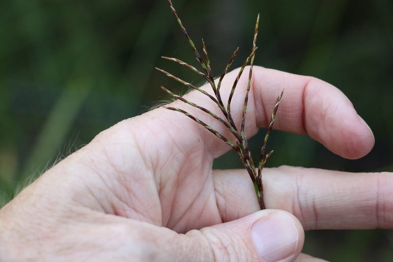 Lepidosperma clipeicola, photographed by Greg Tasney