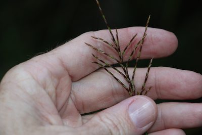 Lepidosperma clipeicola, photographed by Greg Tasney