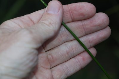 Lepidosperma clipeicola, photographed by Greg Tasney