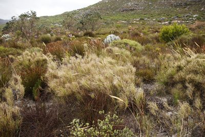 Pseudopentameris macrantha, photographed by Tony Rebelo