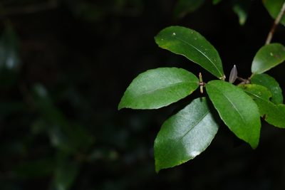 Ceratopetalum apetalum, photographed by Greg Tasney