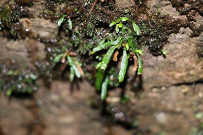 Aenigmatogrammitis stenophylla, photographed by Greg Tasney