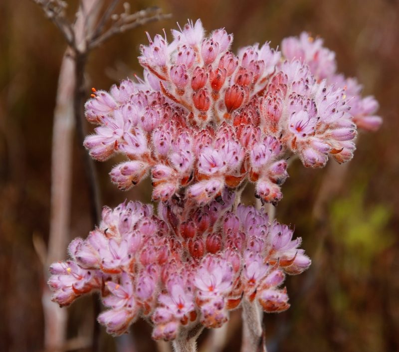 Dilatris corymbosa, photographed by Tony Rebelo
