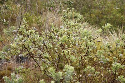 Podalyria calyptrata, photographed by Tony Rebelo
