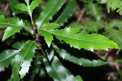 Lomatia arborescens, photographed by Greg Tasney