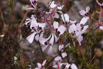 Pelargonium psammophilum, photographed by Tony Rebelo