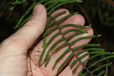 Gleichenia rupestris, photographed by Greg Tasney