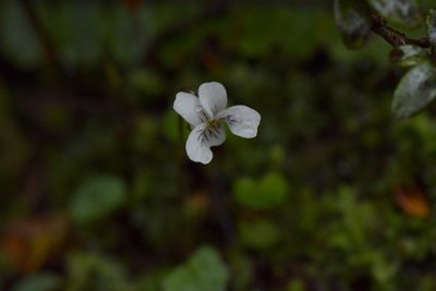 Viola filicaulis, photographed by Christopher Stephens
