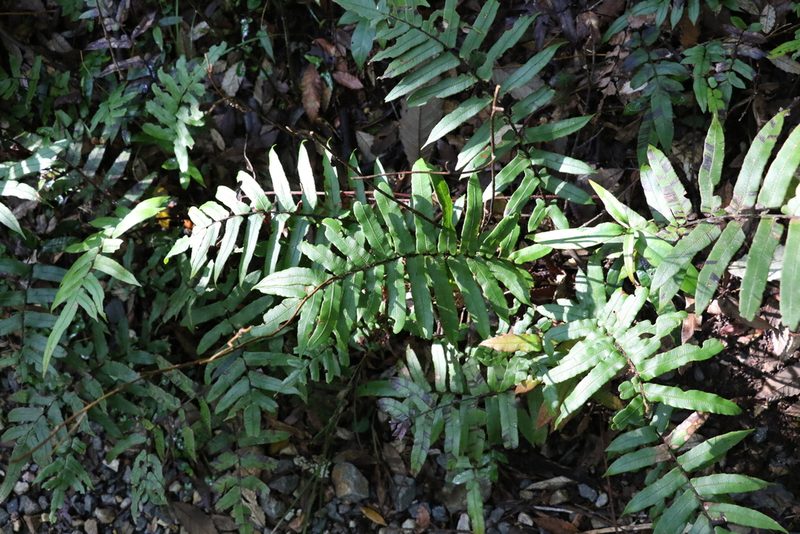 Parablechnum camfieldii, photographed by Greg Tasney