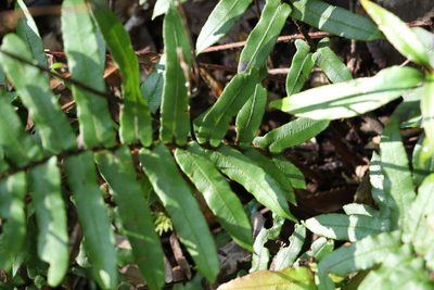 Parablechnum camfieldii, photographed by Greg Tasney