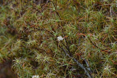Dracophyllum recurvum, photographed by Christopher Stephens