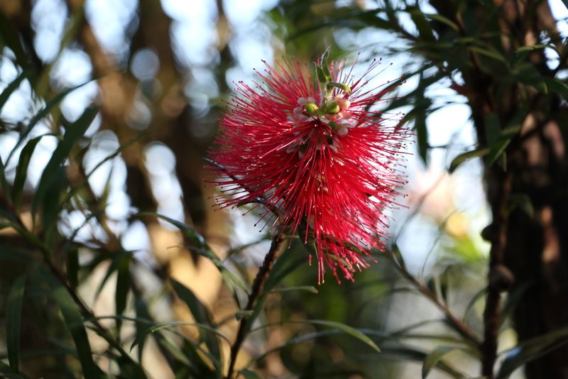 Melaleuca montana, photographed by Greg Tasney