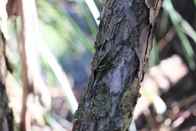Melaleuca montana, photographed by Greg Tasney