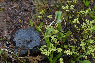 Pterostylis patens, photographed by Christopher Stephens