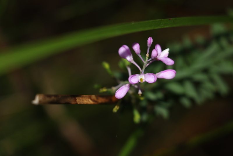 Comesperma esulifolium, photographed by Greg Tasney