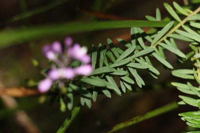 Comesperma esulifolium, photographed by Greg Tasney