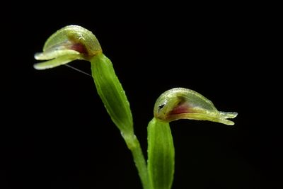 Townsonia deflexa, photographed by Christopher Stephens