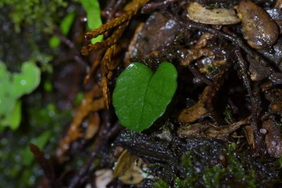 Townsonia deflexa, photographed by Christopher Stephens