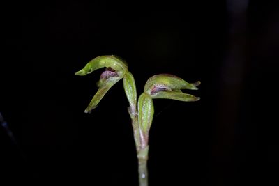 Townsonia deflexa, photographed by Christopher Stephens