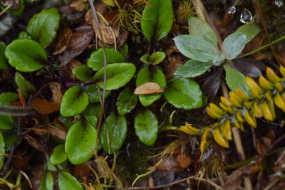 Ourisia vulcanica, photographed by Christopher Stephens