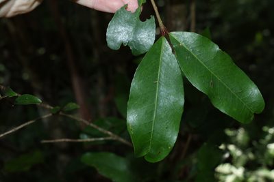 Austrobuxus swainii, photographed by Greg Tasney