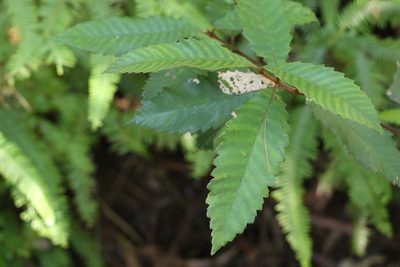 Callicoma serratifolia, photographed by Greg Tasney