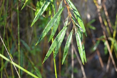 Logania albiflora, photographed by Greg Tasney