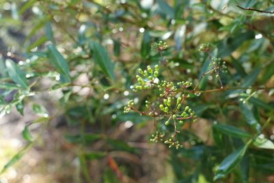 Polyscias sambucifolia, photographed by Greg Tasney