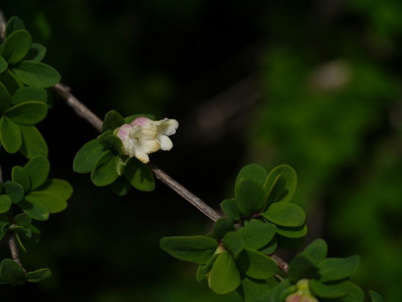 Lonicera obovata, photographed by Dinesh Valke