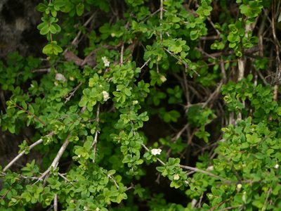 Lonicera obovata, photographed by Dinesh Valke