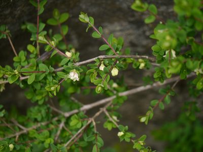 Lonicera obovata, photographed by Dinesh Valke