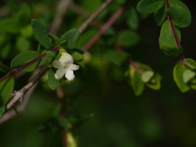 Lonicera obovata, photographed by Dinesh Valke