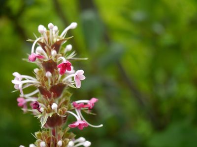 Morina longifolia, photographed by Dinesh Valke