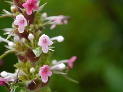 Morina longifolia, photographed by Dinesh Valke