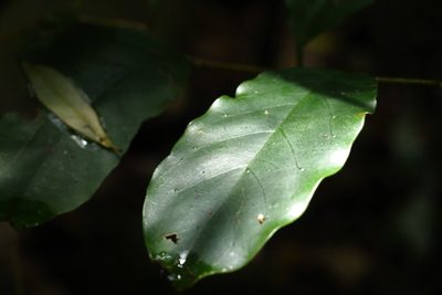 Pennantia cunninghamii, photographed by Greg Tasney