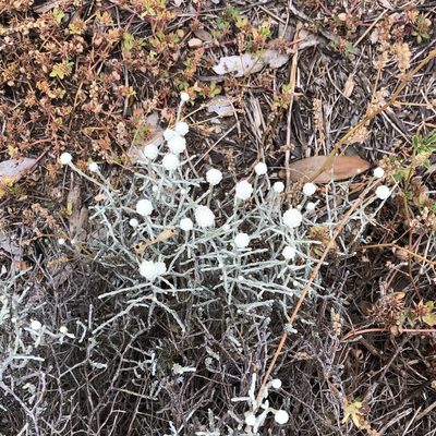 Leucophyta brownii, photographed by James K. Douch