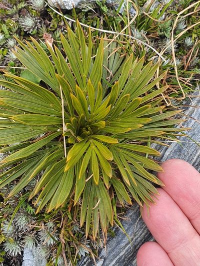 Aciphylla lecomtei, photographed by Katie Jenkins