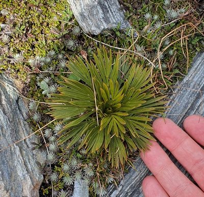 Aciphylla lecomtei, photographed by Katie Jenkins