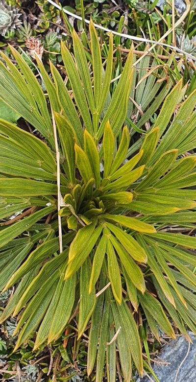Aciphylla lecomtei, photographed by Katie Jenkins