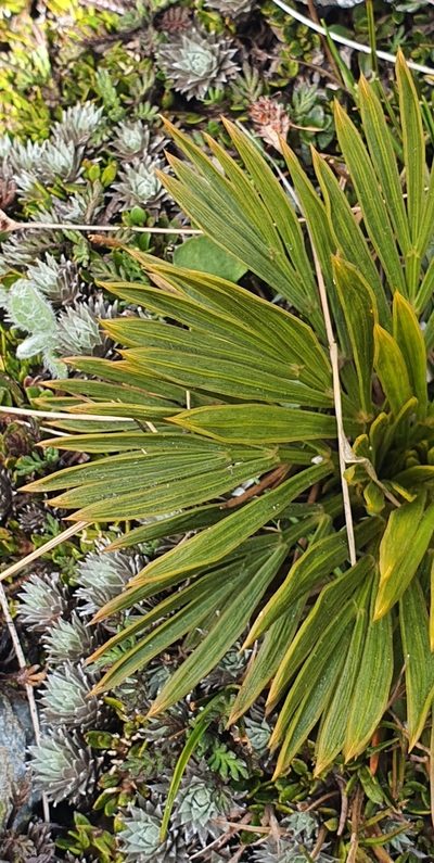 Aciphylla lecomtei, photographed by Katie Jenkins