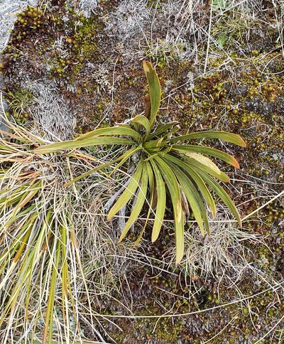 Aciphylla kirkii, photographed by Katie Jenkins