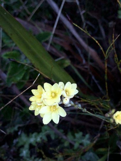 Ixia odorata, photographed by Caroline Voget