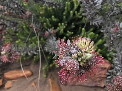 Leucospermum wittebergense, photographed by Ren Hoekstra
