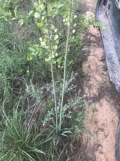Urginavia altissima, photographed by rosshawkins