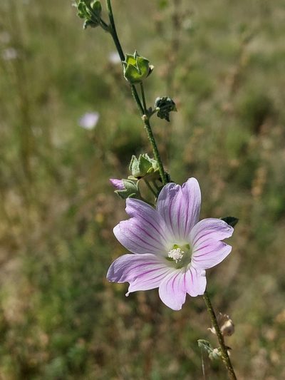Malva weinmanniana, photographed by Nina Kerr