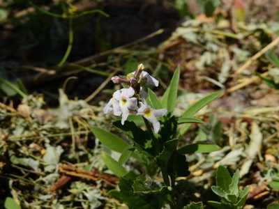 Pitraea cuneato-ovata, photographed by Guillermo Debandi